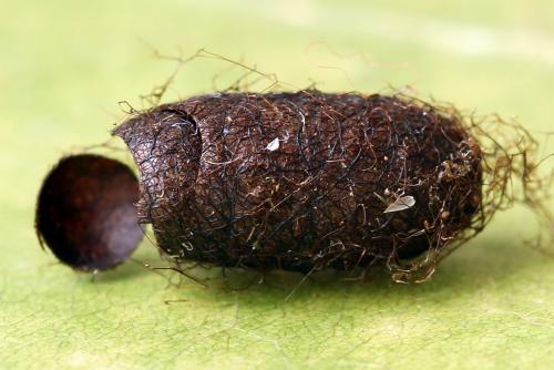 Réf. 247 806 : Pristiphora alpestris