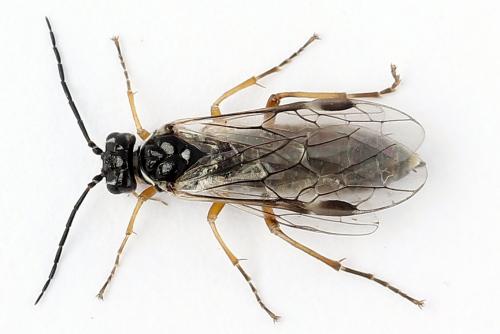 Réf. 247 884 : Tenthredopsis tessellata