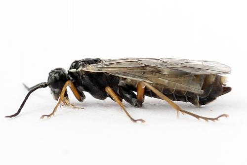 Réf. 247 885 : Tenthredopsis tessellata