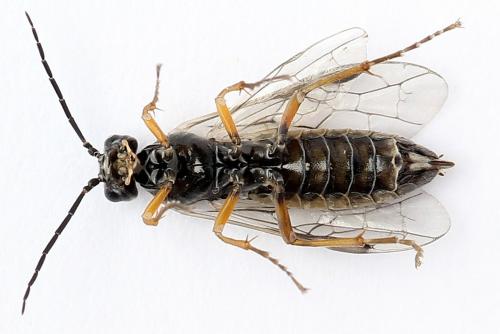 Réf. 247 886 : Tenthredopsis tessellata