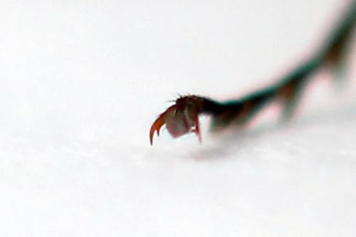 Réf. 247 887 : Tenthredopsis tessellata
