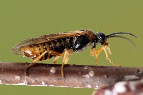 Réf. 247 810 : Pristiphora alpestris