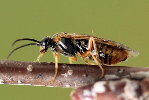 Réf. 247 807 : Pristiphora alpestris