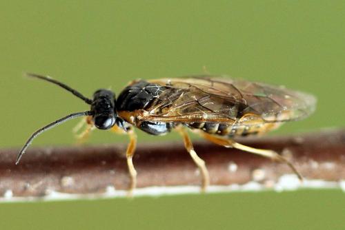 Réf. 247 808 : Pristiphora alpestris