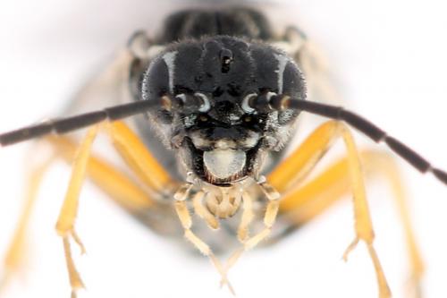 Réf. 247 888 : Tenthredopsis tessellata
