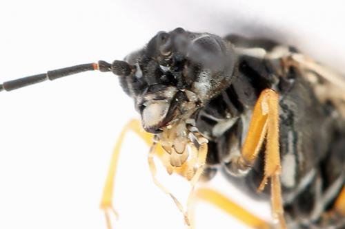 Réf. 247 889 : Tenthredopsis tessellata