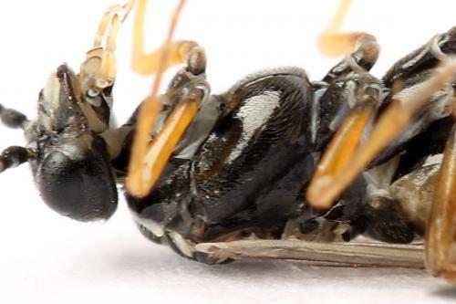 Réf. 247 890 : Tenthredopsis tessellata