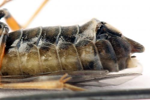 Réf. 247 891 : Tenthredopsis tessellata