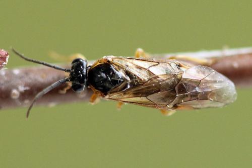 Réf. 247 809 : Pristiphora alpestris
