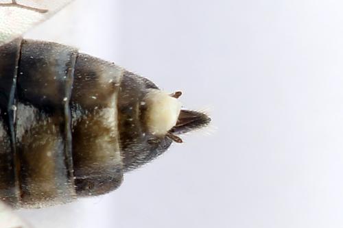 Réf. 247 892 : Tenthredopsis tessellata
