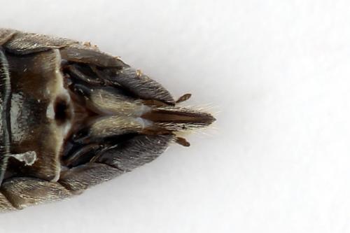 Réf. 247 894 : Tenthredopsis tessellata