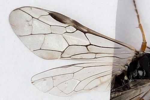 Réf. 247 895 : Tenthredopsis tessellata