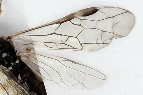 Réf. 247 896 : Tenthredopsis tessellata