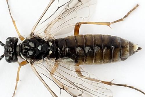 Réf. 247 897 : Tenthredopsis tessellata