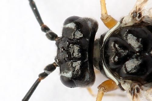 Réf. 247 898 : Tenthredopsis tessellata