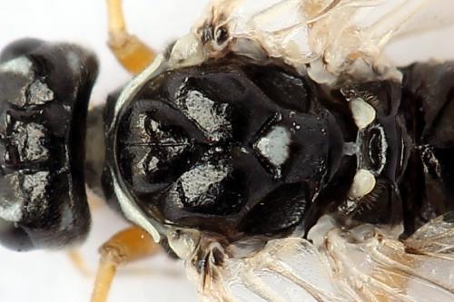 Réf. 247 899 : Tenthredopsis tessellata