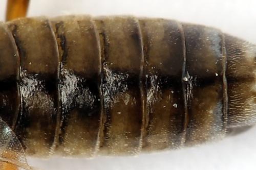 Réf. 247 900 : Tenthredopsis tessellata