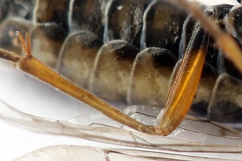 Réf. 247 902 : Tenthredopsis tessellata