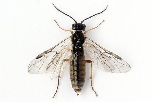 Réf. 247 903 : Tenthredopsis tessellata