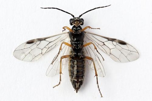 Réf. 247 904 : Tenthredopsis tessellata