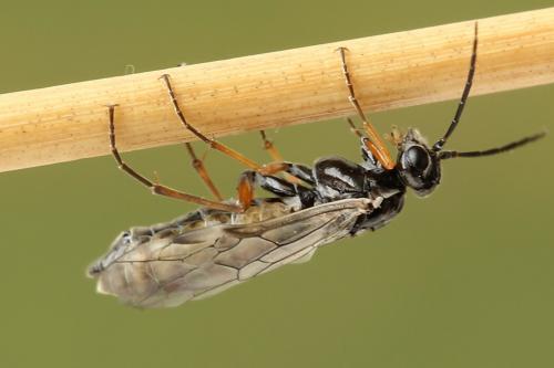 Réf. 247 911 : Tenthredopsis tessellata