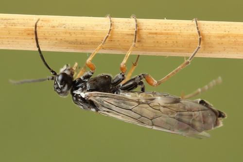 Réf. 247 912 : Tenthredopsis tessellata