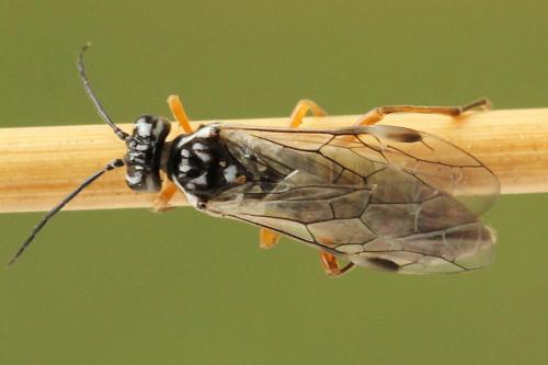 Réf. 247 913 : Tenthredopsis tessellata