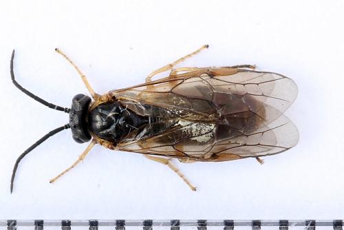 Réf. 247 811 : Pristiphora alpestris