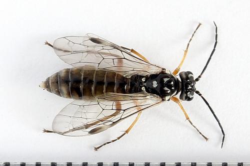 Réf. 247 914 : Tenthredopsis tessellata