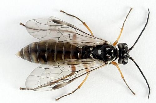 Réf. 247 915 : Tenthredopsis tessellata