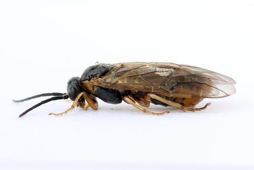 Réf. 247 812 : Pristiphora alpestris