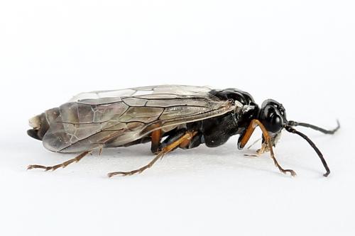 Réf. 247 916 : Tenthredopsis tessellata