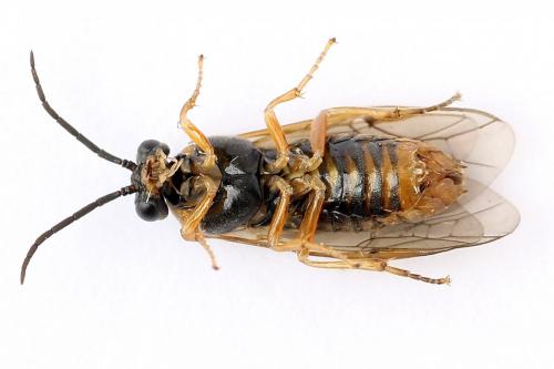 Réf. 247 813 : Pristiphora alpestris
