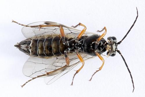 Réf. 247 917 : Tenthredopsis tessellata