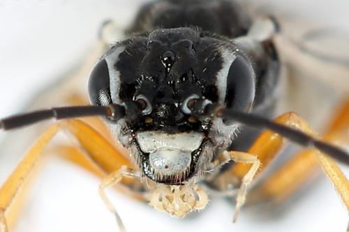 Réf. 247 919 : Tenthredopsis tessellata