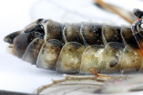Réf. 247 922 : Tenthredopsis tessellata