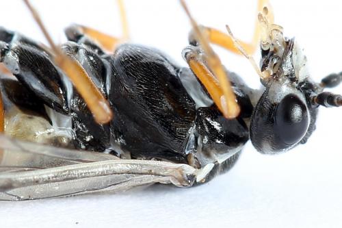 Réf. 247 923 : Tenthredopsis tessellata