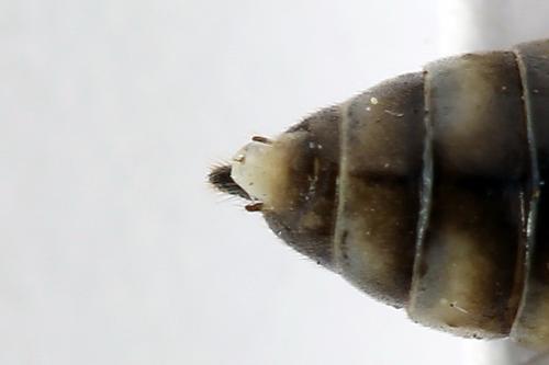 Réf. 247 924 : Tenthredopsis tessellata