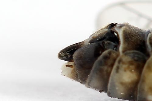Réf. 247 925 : Tenthredopsis tessellata