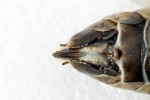Réf. 247 926 : Tenthredopsis tessellata