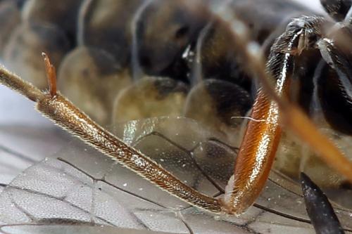 Réf. 247 928 : Tenthredopsis tessellata