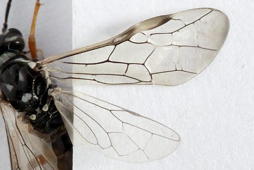 Réf. 247 930 : Tenthredopsis tessellata