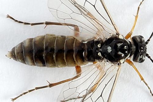 Réf. 247 931 : Tenthredopsis tessellata
