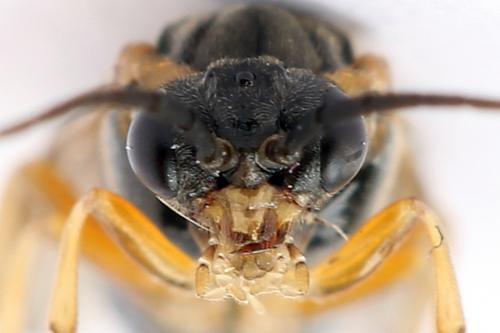 Réf. 247 816 : Pristiphora alpestris