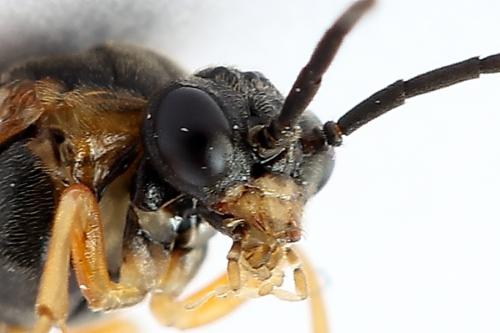 Réf. 247 817 : Pristiphora alpestris