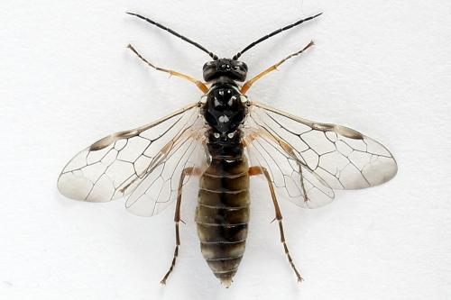 Tenthredopsis tessellata