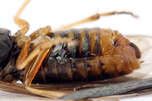 Réf. 247 819 : Pristiphora alpestris