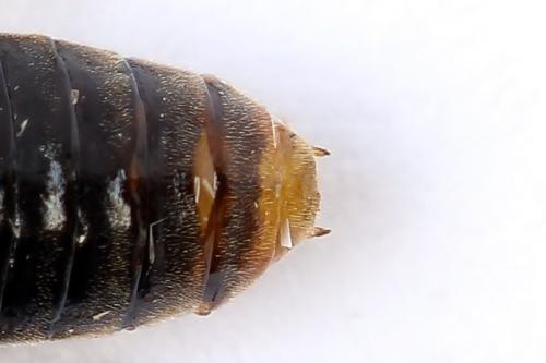 Réf. 247 820 : Pristiphora alpestris