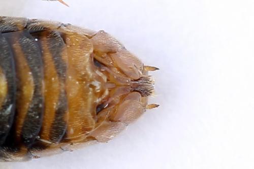 Réf. 247 822 : Pristiphora alpestris
