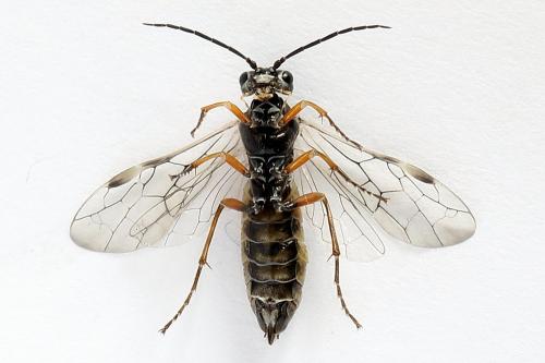 Tenthredopsis tessellata
